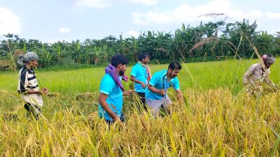 কৃষকের ধান কেটে দিচ্ছে প্রত্যয় তরুণ সংঘ