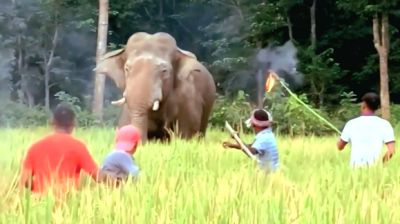 খাদ্য সংকটে হাতি, আতঙ্কে পাহাড়ি জনপদ