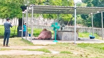 রাজকীয় খাবার খাচ্ছে ‘ডোনাল্ড ট্রাম্প’, পেয়েছে দুটি ফ্যান