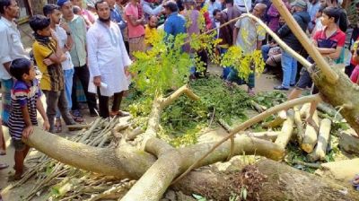 কালবৈশাখি ঝড়ে গাছ চাপায় নিহত এক