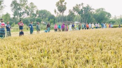 তপ্ত ধোঁয়ায় ঝলসে গেছে ধানক্ষেত, ক্ষতিপূরণের দাবিতে কৃষকের মানববন্ধন
