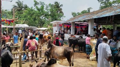 পশুর হাটের ইজারায় আ.লীগ ও বিএনপি নেতাদের ‘ভাগাভাগি’