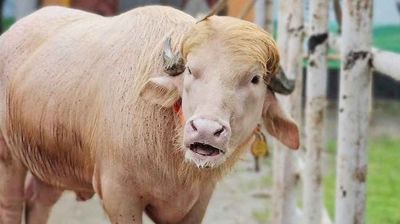 ৭০০ কেজি ওজনের ‘ডোনাল্ড ট্রাম্প’, দেখতে ভিড়