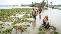 টানা বৃষ্টিতে বিপাকে কৃষক, ২৬ কোটি টাকার ফসলের ক্ষতি