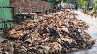 সারাদেশে চামড়া ফেলে দেওয়ার হিড়িক