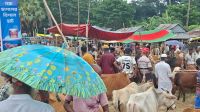 শরণখোলায় জমে উঠেছে কোরবানির পশুর হাট