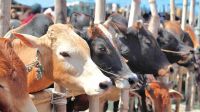 বাংলাদেশে বছর বছর গরু কোরবানি কেন কমছে?