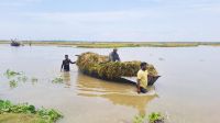 গোমস্তাপুরে হাজার বিঘা বোরো ধান প্লাবিত, বিপর্যস্ত কৃষক