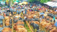 কোরবানির জন্য কুষ্টিয়ায় প্রস্তুত দুই লক্ষাধিক পশু