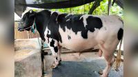 ১৪০০ কেজির ‘সাদাময়না’কে নিয়ে বিপাকে খামারি