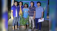 বাড়ির আঙিনায় গাঁজা চাষ, গ্রেপ্তার ১