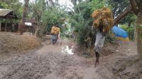 ট্রাক্টরে মাটি পরিবহনে নষ্ট রাস্তা, মাঠের ধান নিয়ে দুশ্চিন্তায় চাষিরা