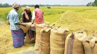 ৩ মে থেকে হাওর অঞ্চলের ধান-চাল সংগ্রহ শুরু করবে সরকার