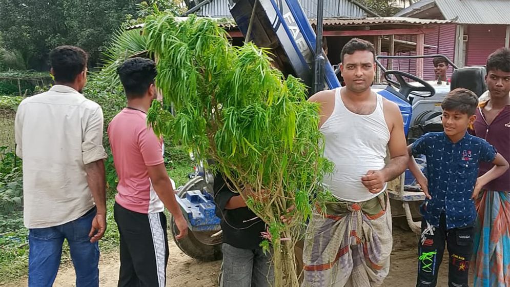 বিক্রেতার বাড়ির পাশের জঙ্গলে মিলল গাঁজার গাছ, অভিযুক্তরা উধাও