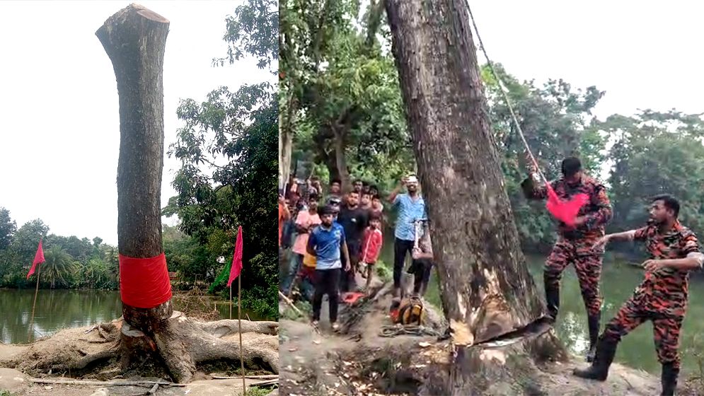 ‘অলৌকিক’ সেই গাছ কেটে ফেলল প্রশাসন
