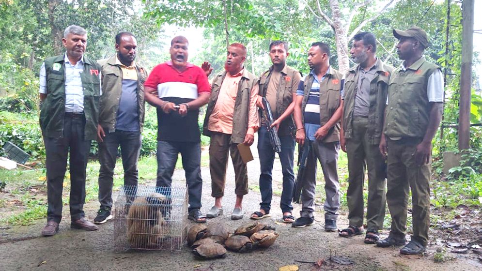 পাচারকালে হনুমান ও ১২ কচ্ছপ উদ্ধার, একজন আটক