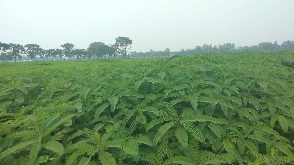 সবুজ সার ধইঞ্চায় উর্বর হচ্ছে বিএডিসির জমি, ২০০ একরে চাষ