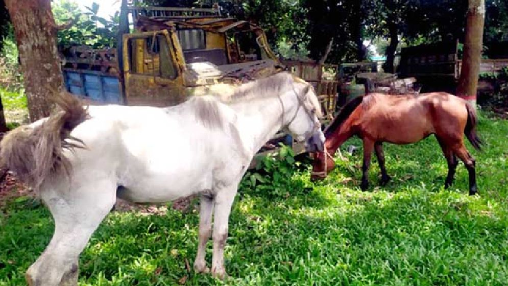 গরুর মাংসের আড়ালে ঘোড়ার মাংস পাচার, আটক ৬