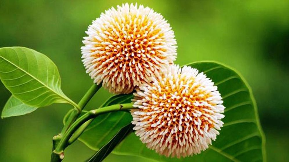 আষাঢ়ের প্রথম দিন আজ