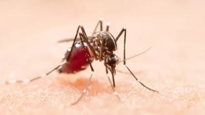 ডেঙ্গুতে ২৪ ঘণ্টায় মৃত্যু ১, হাসপাতালে ভর্তি ১১০
