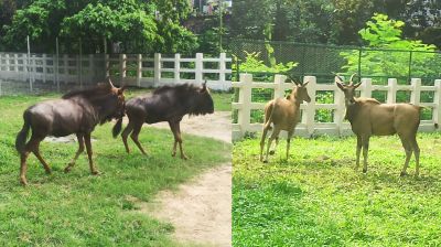 জাতীয় চিড়িয়াখানায় স্থান পেল ‘কমন ইল্যান্ড’ ও ‘ওয়াইল্ডিবিস্ট’