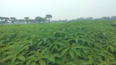 সবুজ সার ধইঞ্চায় উর্বর হচ্ছে বিএডিসির জমি, ২০০ একরে চাষ
