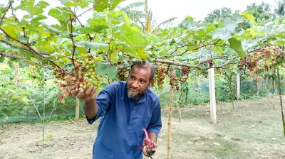 আঙুরের চাষে সফল শালিখার মজিদ