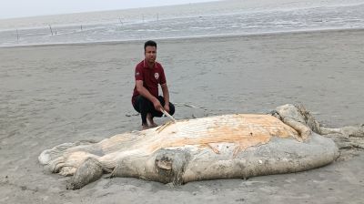সৈকতে ভেসে এলো ৫৬ ফুট লম্বা মৃত বেলিন তিমি