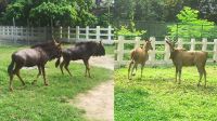 জাতীয় চিড়িয়াখানায় স্থান পেল ‘কমন ইল্যান্ড’ ও ‘ওয়াইল্ডিবিস্ট’