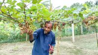 আঙুরের চাষে সফল শালিখার মজিদ