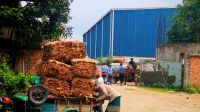 গ্লোবাল লিফ টোব্যাকো কোম্পানির টোপ গিলে দিশেহারা তামাক চাষিরা