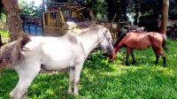 গরুর মাংসের আড়ালে ঘোড়ার মাংস পাচার, আটক ৬