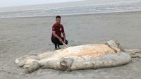 সৈকতে ভেসে এলো ৫৬ ফুট লম্বা মৃত বেলিন তিমি