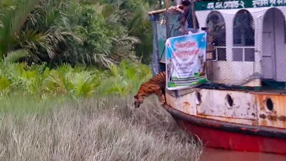 চিকিৎসা শেষে সুন্দরবনে ফিরলো সেই বাঘিনী 