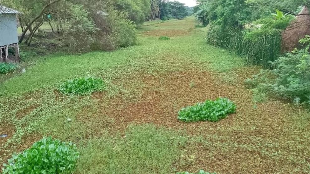 জলজ আগাছায় অস্তিত্ব সংকটে কাটাখালী খাল, স্লুইস গেট নির্মাণের দাবি এলাকাবাসীর