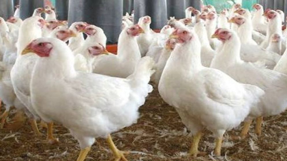 আবারও বাড়ল ফার্মের মুরগির দাম