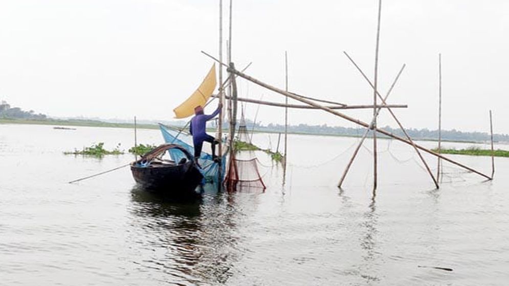 চলনবিলে দেশি মাছের ভরা মৌসুমেও চলছে পোনা নিধন