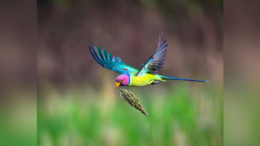বিশ্বের অন্যতম সুন্দর ৩ প্রজাতির পাখি