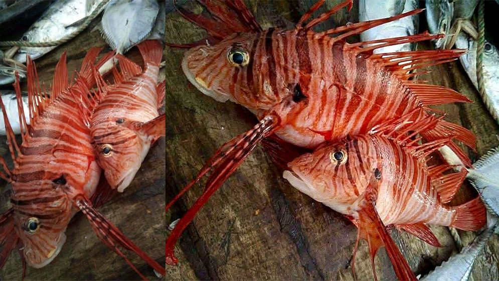 জেলের জালে ধরা পড়লো এক জোড়া বিষাক্ত ‘লায়নফিশ’