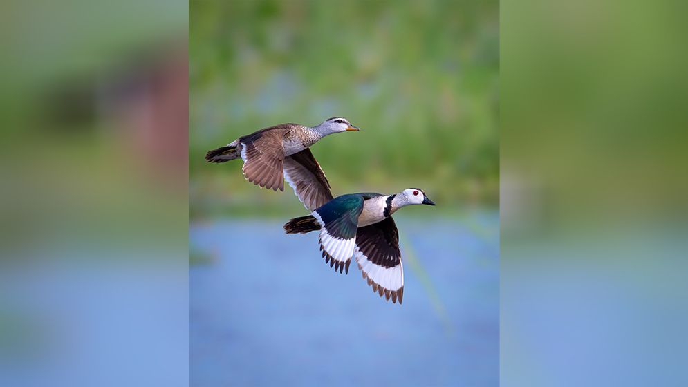 বিশ্বের অন্যতম সুন্দর ৩ প্রজাতির পাখি