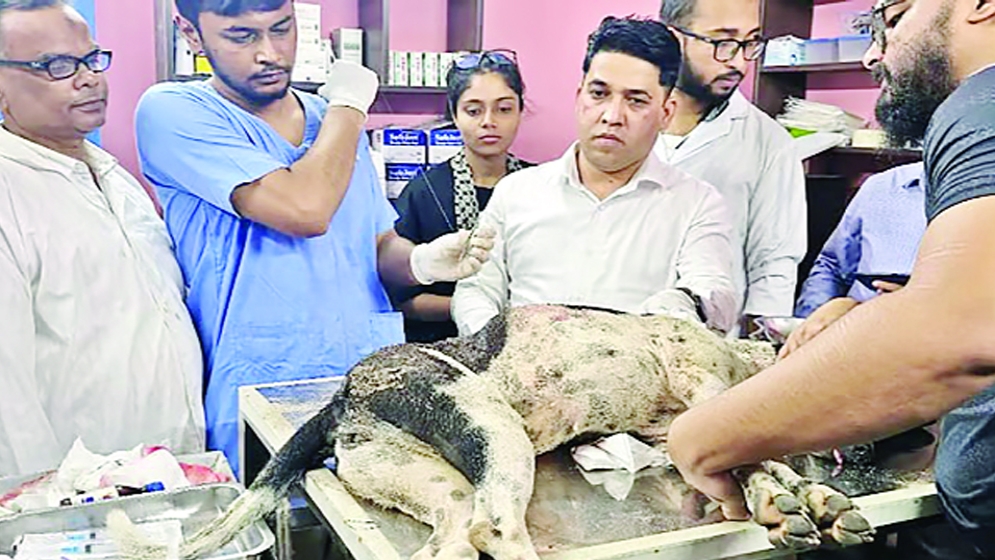 ছুরিকাঘাতে রক্তাক্ত কুকুর ড্রেনে, প্রধানমন্ত্রীর নির্দেশে গ্রেপ্তার এক