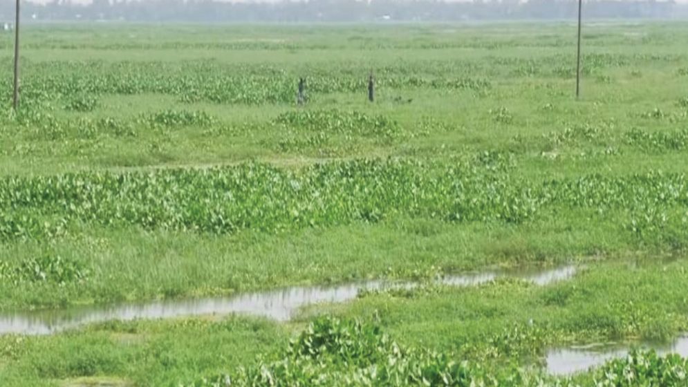 কচুরিপানার দখলে চলনবিল, বিপাকে ৩০ হাজার কৃষক