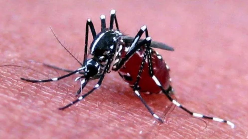 সারাদেশে একদিনে ডেঙ্গুতে আক্রান্ত ১৩৯