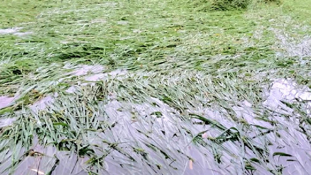 মহাদেবপুর  বৃষ্টিতে তলিয়ে  গেছে ধানখেত পানিবন্দি মানুষ