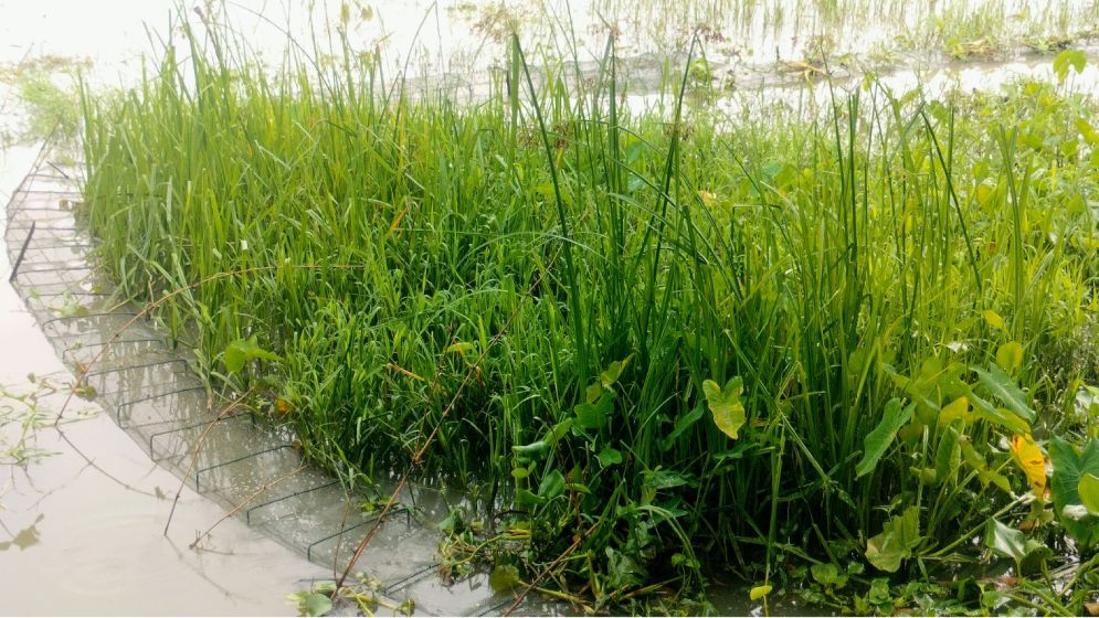 নলছিটিতে চায়না দুয়ারীর দাপট, বিলুপ্তির পথে দেশীয় প্রজাতির মাছ