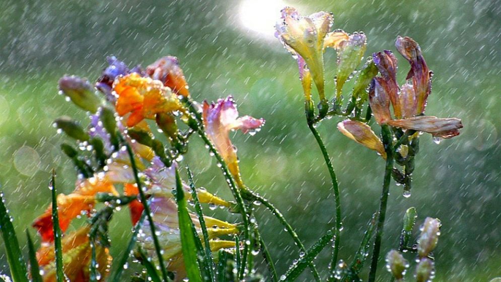 দেশেজুড়ে টানা বৃষ্টির আভাস, কমবে তাপমাত্রা