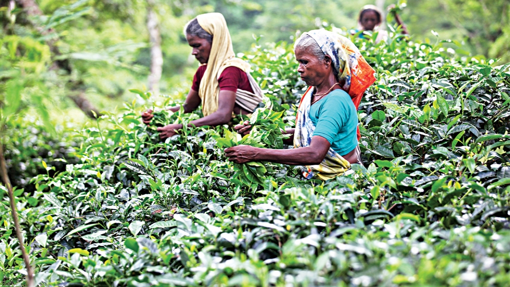 চা শিল্পে নতুন আশার আলো