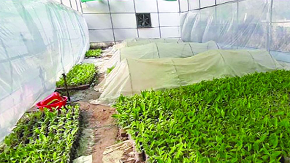 জনপ্রিয় হচ্ছে টিস্যু কালচার পদ্ধতি