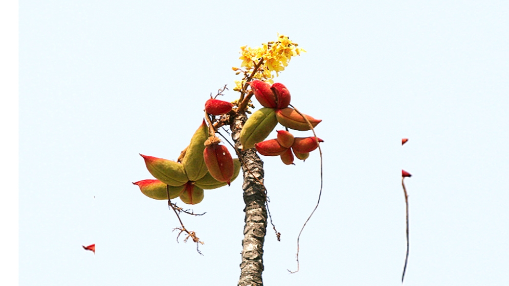 প্রকৃতি পাঠ