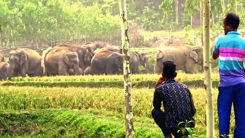 ৩০ বছরেও গড়ে উঠেনি বন্যহাতির খাদ্যভান্ডার, বিপাকে পাহাড়ি গ্রামবাসীরা